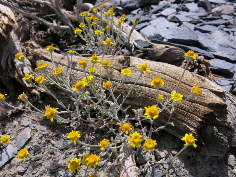 Yellow Frocks (Eriophyllum ambiguum)
