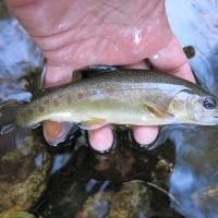 Moby Goes for Gila Trout