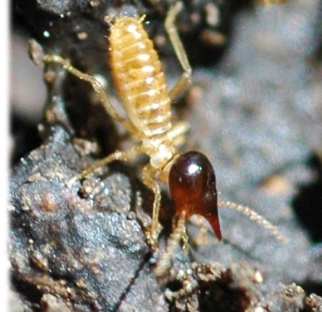 termite 1 (1)